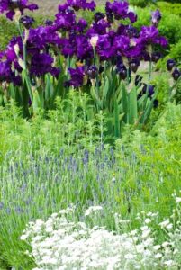 Recession Gardening Image